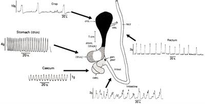 Methodological considerations in studying digestive system physiology in octopus: limitations, lacunae and lessons learnt